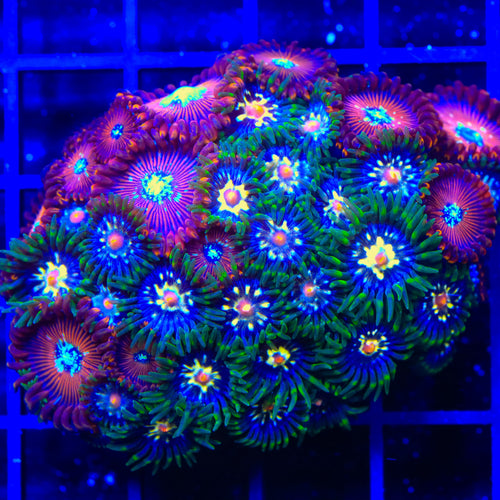 Daisy Cutter and Magician Zoanthids Colony Coral