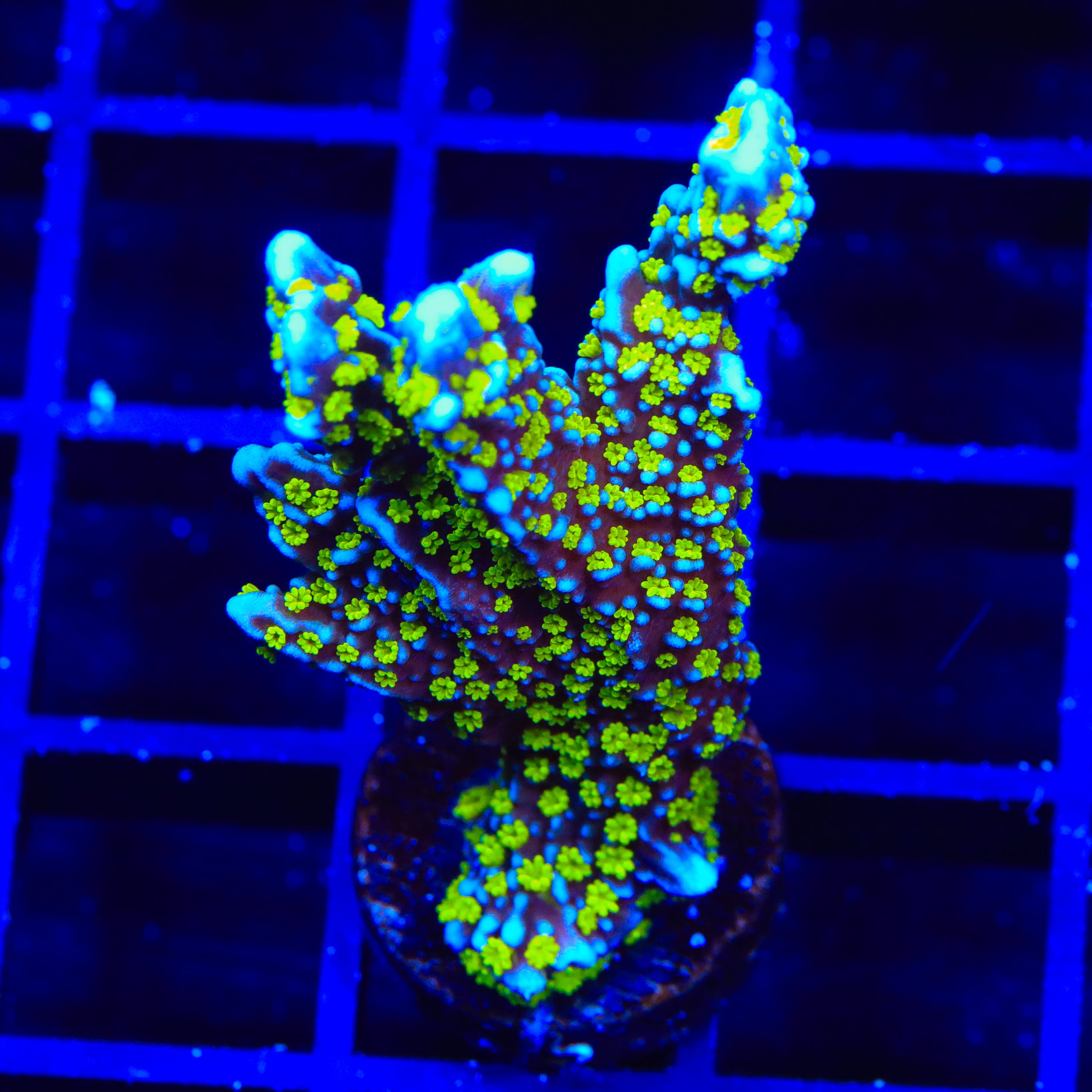 Tubbs Stellata Montipora XL Frag Coral – Top Shelf Aquatics