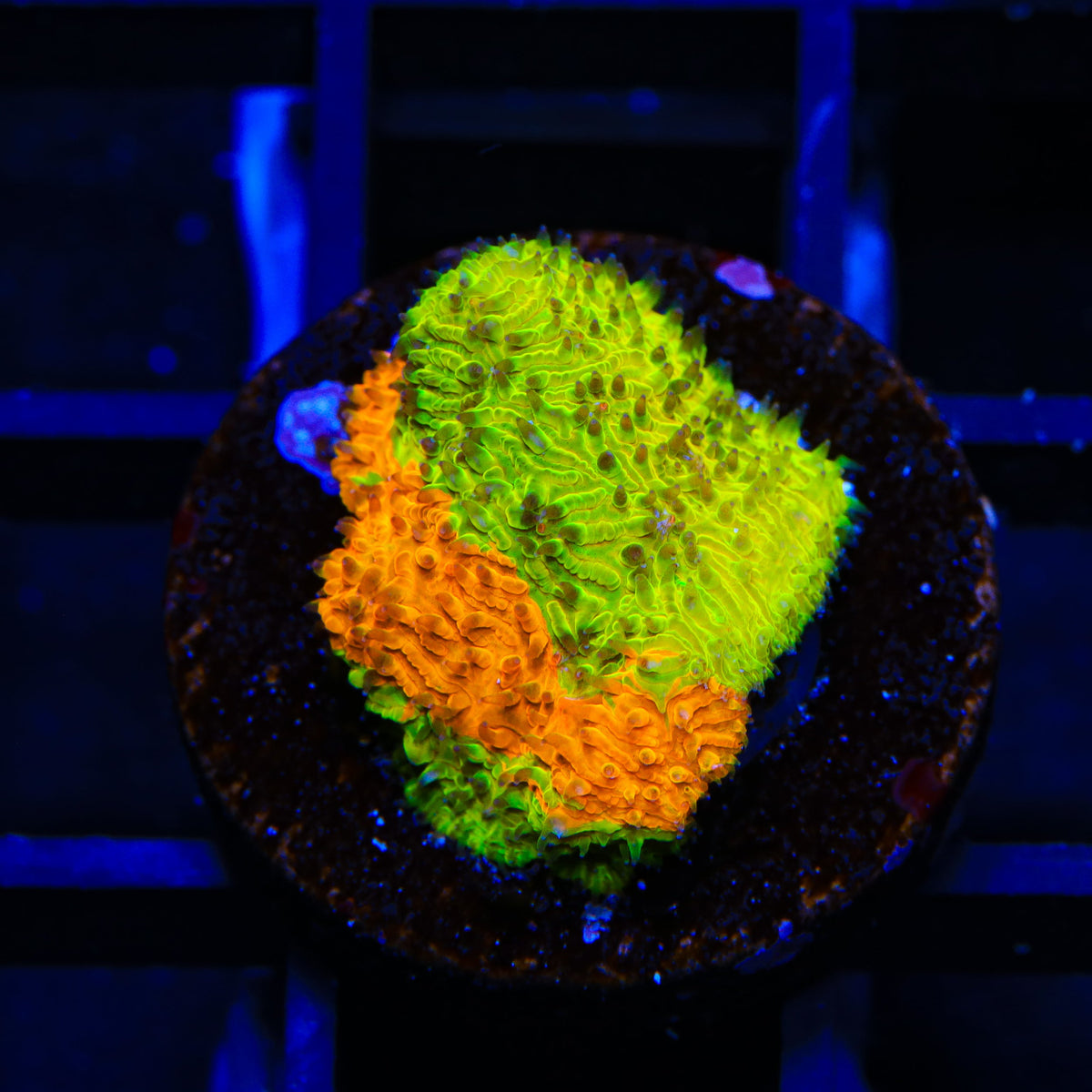 TSA Citrus Blast Grafted Lithophyllon Coral