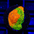 TSA Citrus Blast Grafted Lithophyllon Coral