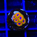 Great Owl Zoanthids Coral