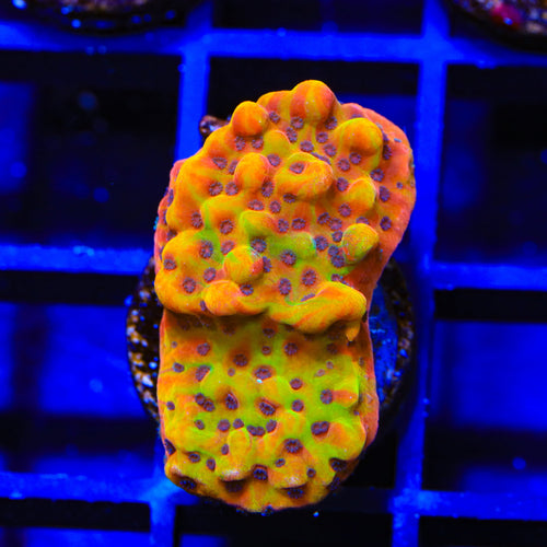 TSA Rainbow Honey Grafted Montipora Coral
