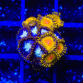 Golden Gods and Crown Royal Zoanthids Coral