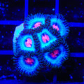 Miami Vice Zoanthids Coral