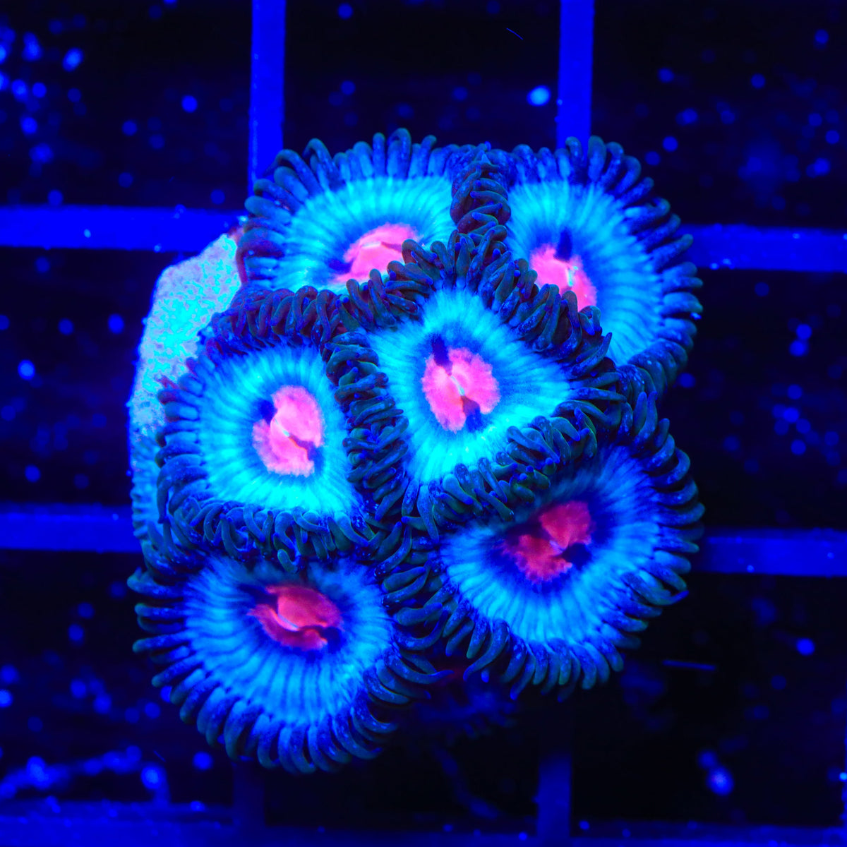 Miami Vice Zoanthids Coral