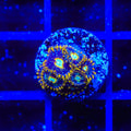 Murder Hornet Zoanthids Coral