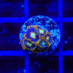 Murder Hornet Zoanthids Coral