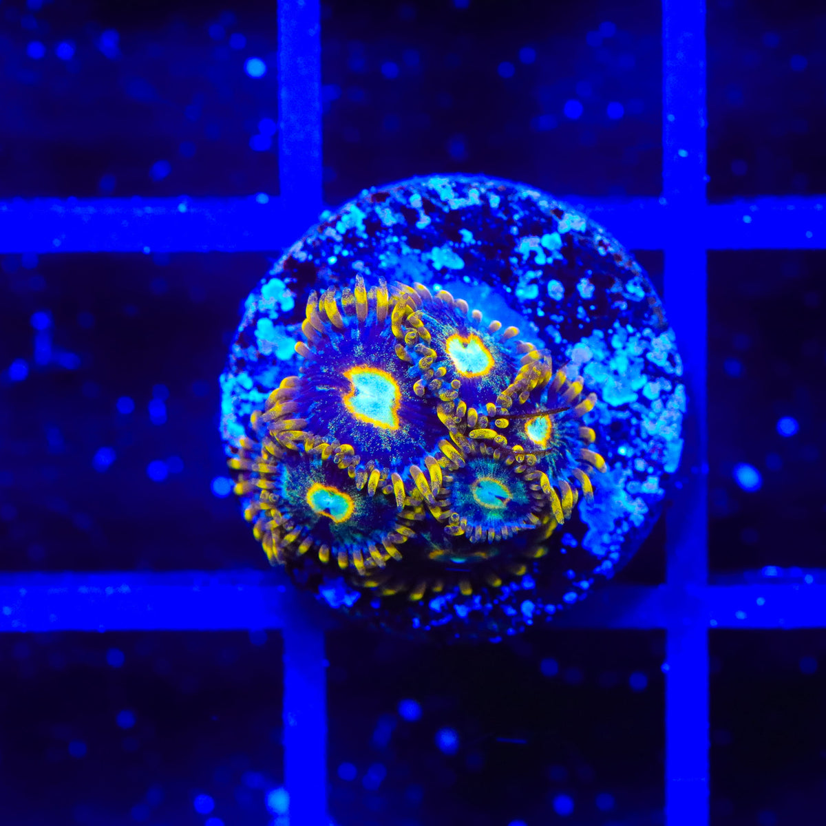 Murder Hornet Zoanthids Coral