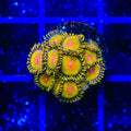 Golden Gods Zoanthids Coral