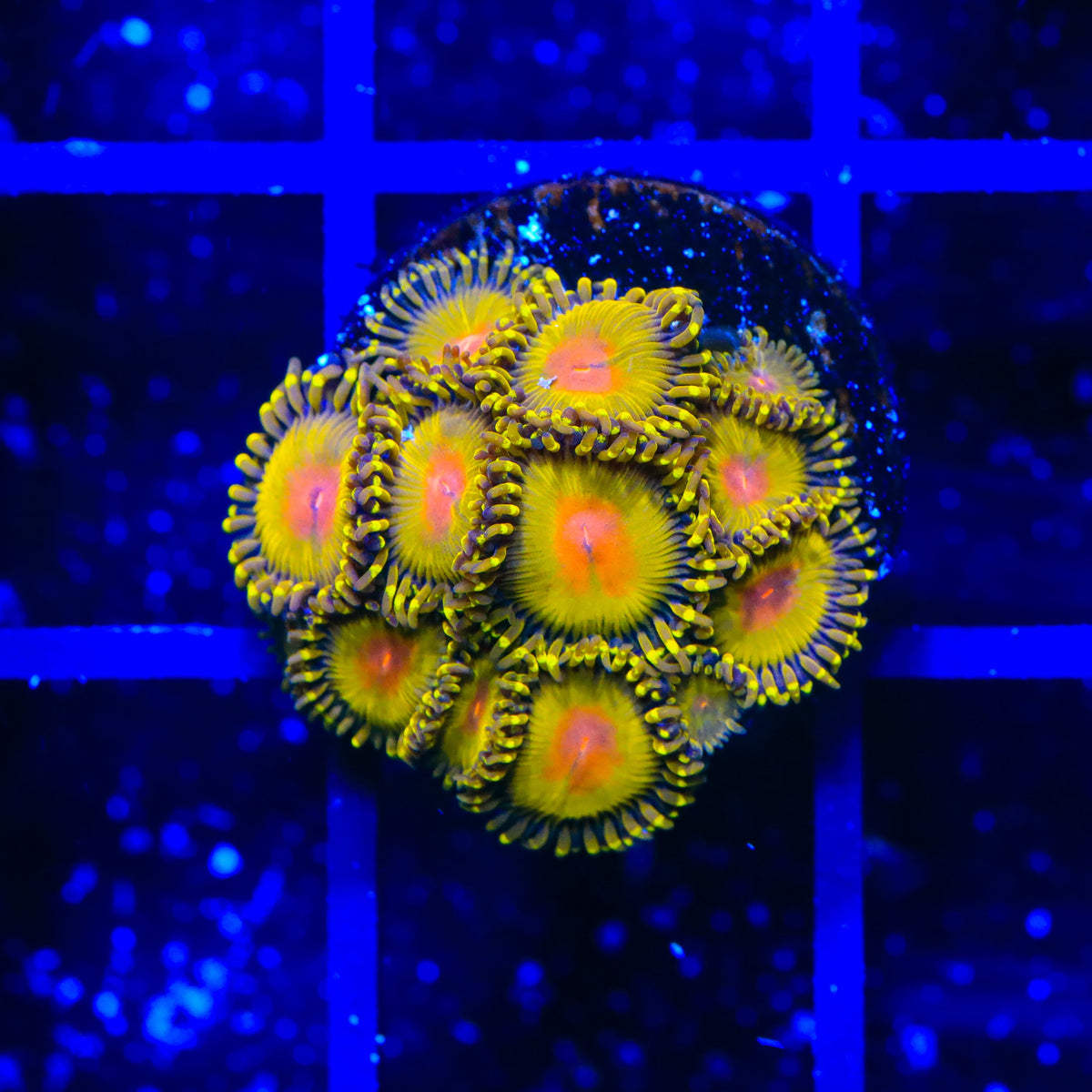 Golden Gods Zoanthids Coral