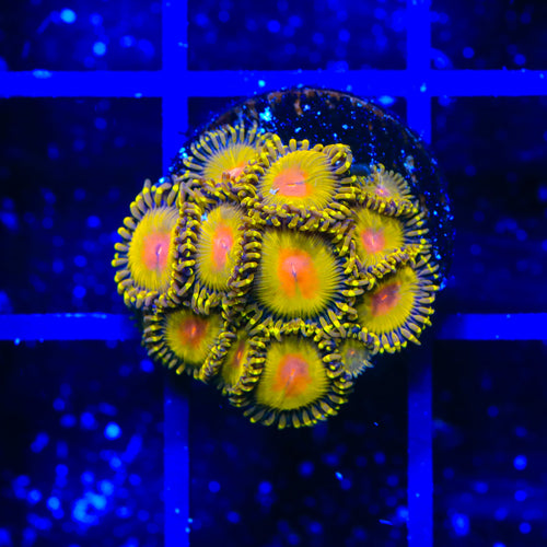 Golden Gods Zoanthids Coral