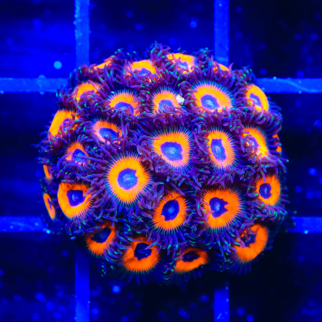 Johnny Pumpkin Seed Zoanthids Coral