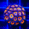 Johnny Pumpkin Seed Zoanthids Coral