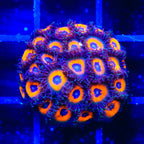 Johnny Pumpkin Seed Zoanthids Coral