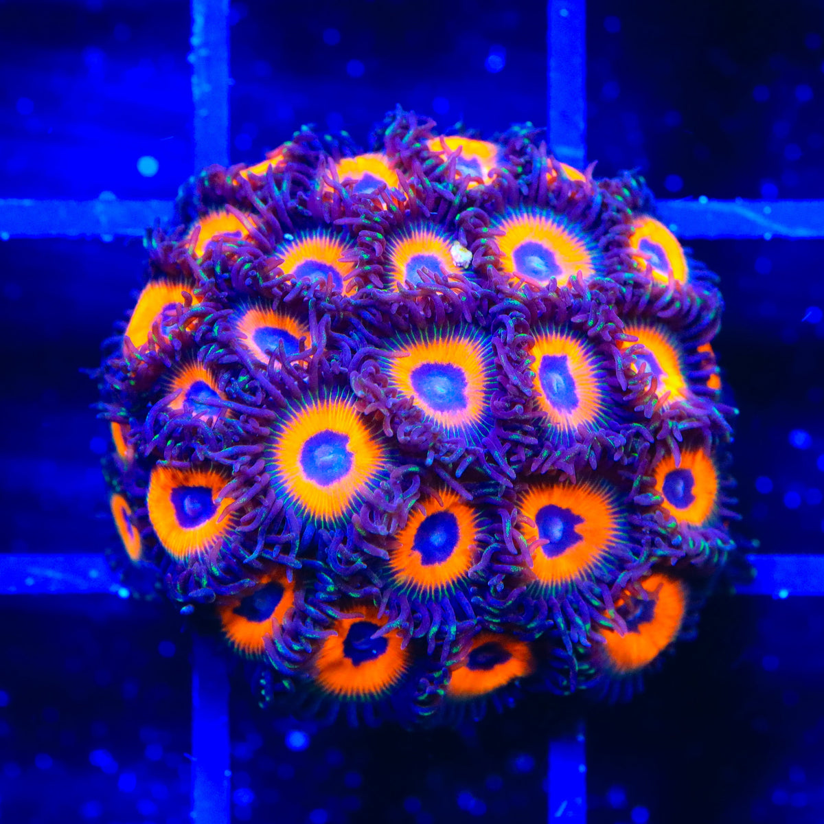 Johnny Pumpkin Seed Zoanthids Coral