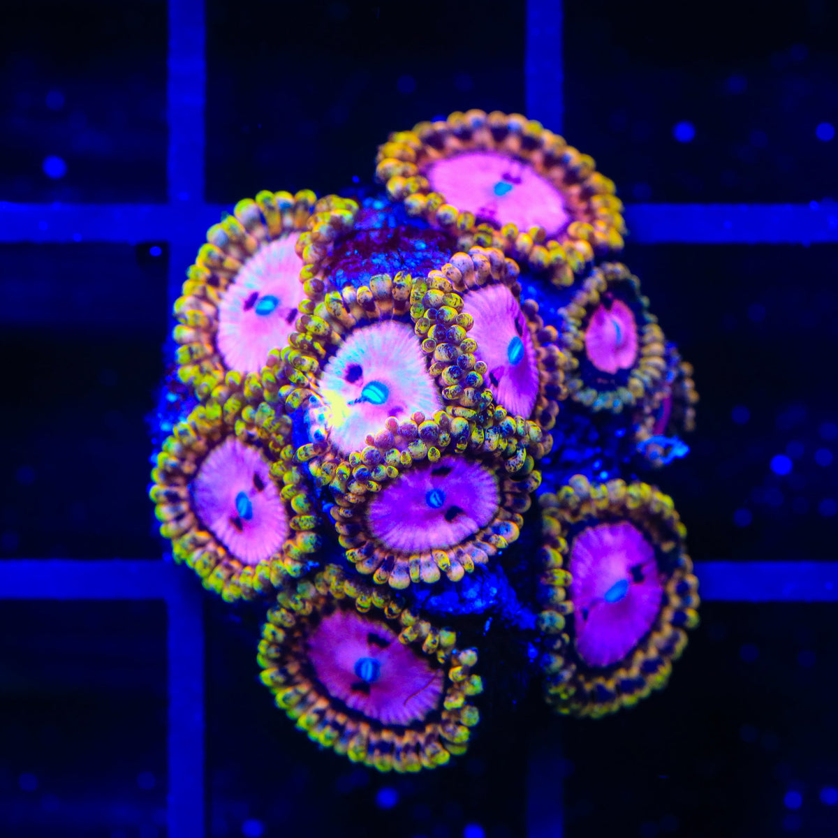 TSA Chemically Altered Zoanthids Coral