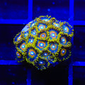 Wildflower Zoanthids Coral
