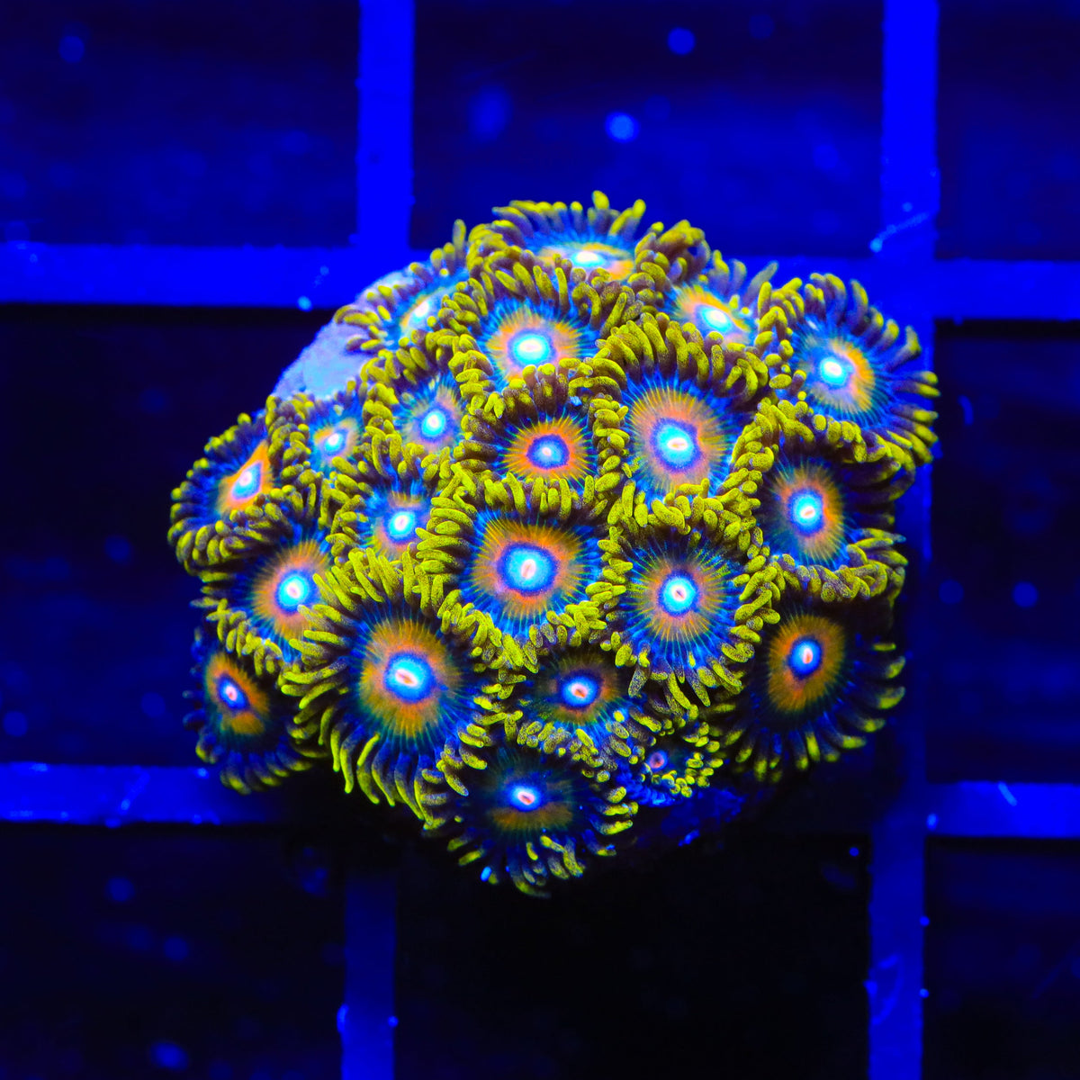 Wildflower Zoanthids Coral