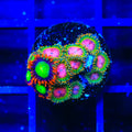 Awesome Blossom and Goblins on Fire Zoanthids Coral