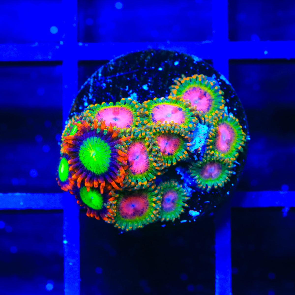 Awesome Blossom and Goblins on Fire Zoanthids Coral