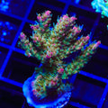 TSA Lavender Haze Acropora XL Frag Coral