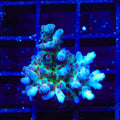 RRC Shazam Acropora Coral