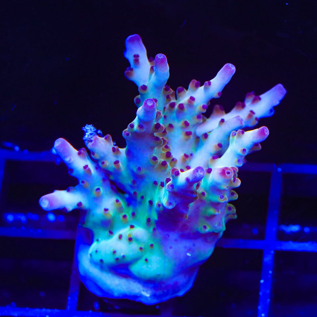 RR Robinhood Acropora XL Frag Coral