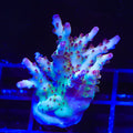 RR Robinhood Acropora XL Frag Coral