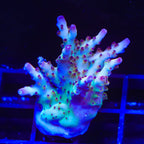 RR Robinhood Acropora XL Frag Coral