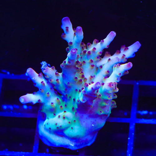 RR Robinhood Acropora XL Frag Coral