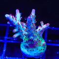 RR Robinhood Acropora XL Frag Coral