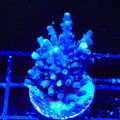 Jake Adams Immortal Tort Acropora XL Frag Coral