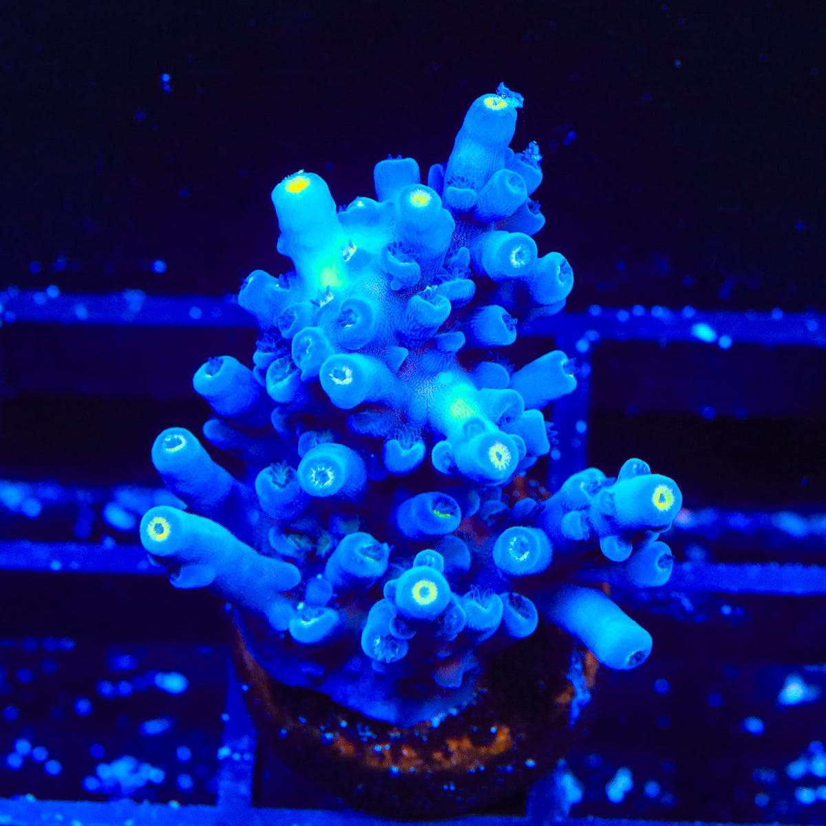 Jake Adams Immortal Tort Acropora XL Frag Coral