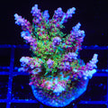 Vivid's Confetti Acropora Colony Coral