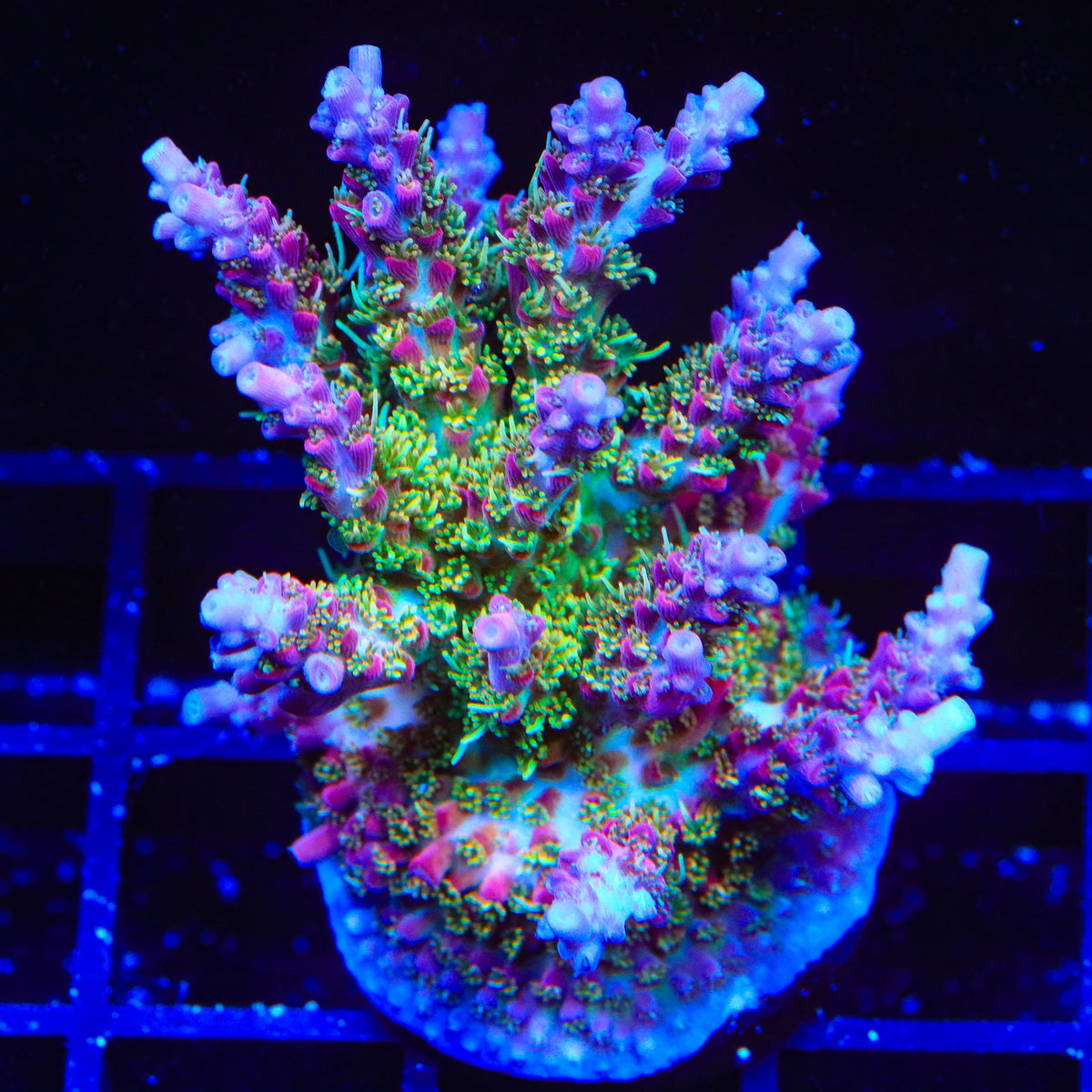 Vivid's Confetti Acropora Colony Coral