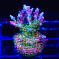 Vivid's Confetti Acropora XL Frag Coral