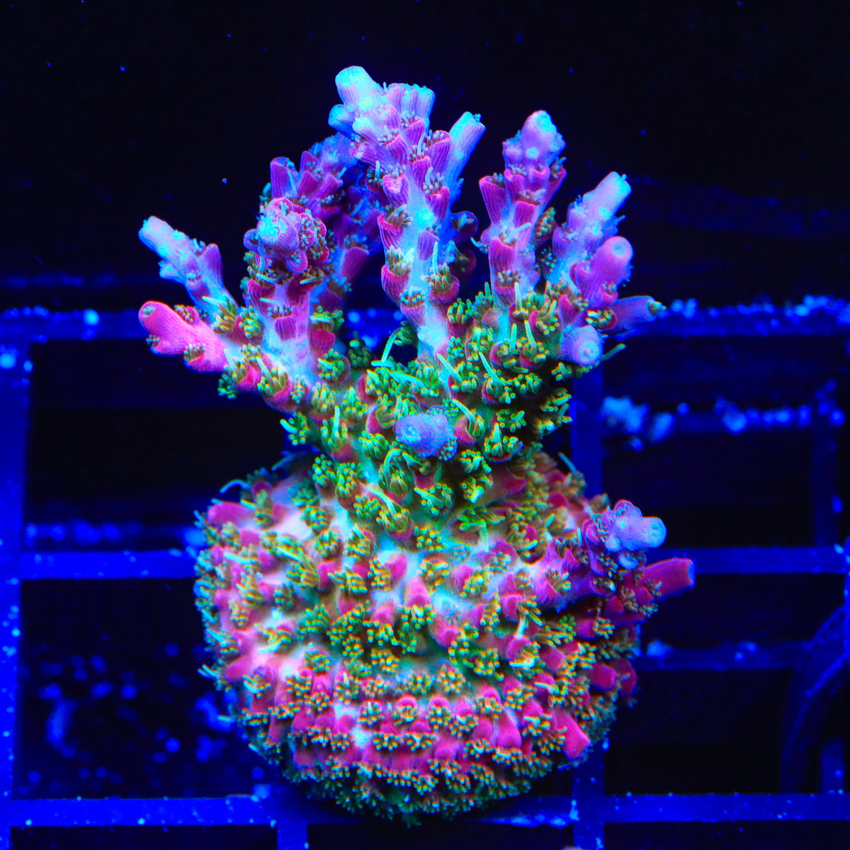 Vivid's Confetti Acropora XL Frag Coral