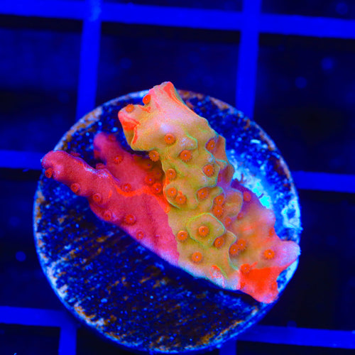 TSA Fruit Swirl Tricolor Grafted Montipora Setosa Coral