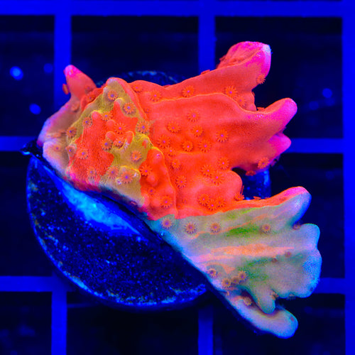 TSA Sherbet Swirl Grafted Setosa Montipora Coral