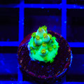 JF Fantasy Island Acropora Coral