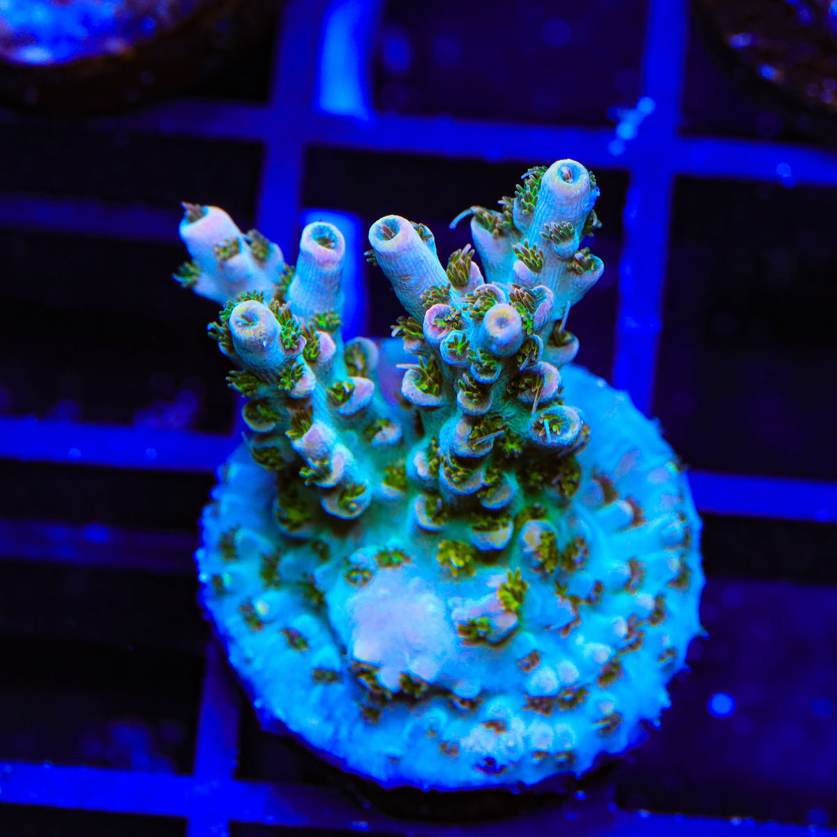 TSA Long Island Acropora Coral