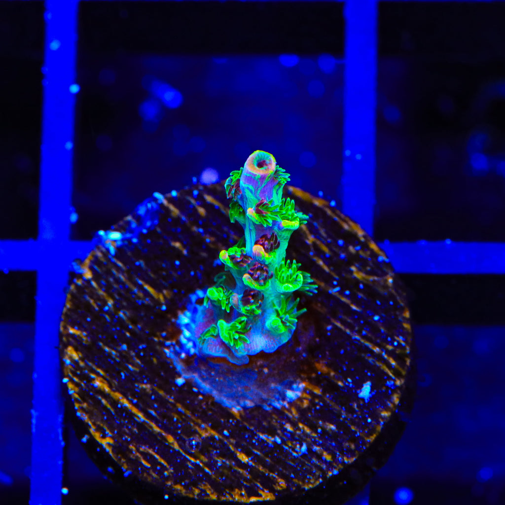 TSA Fruity Splice Acropora Coral