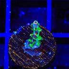 TSA Fruity Splice Acropora Coral