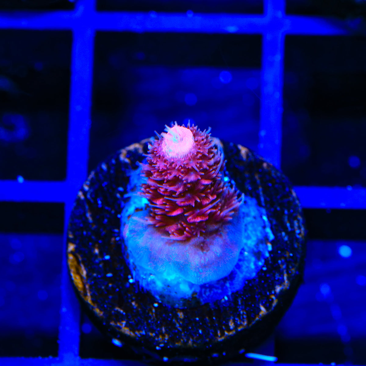 TSA Red Tornado Acropora Coral