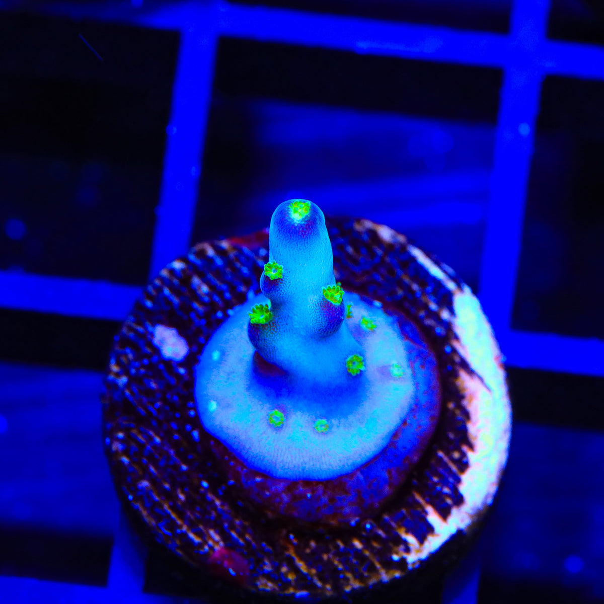 Ari's Avalanche Acropora Coral