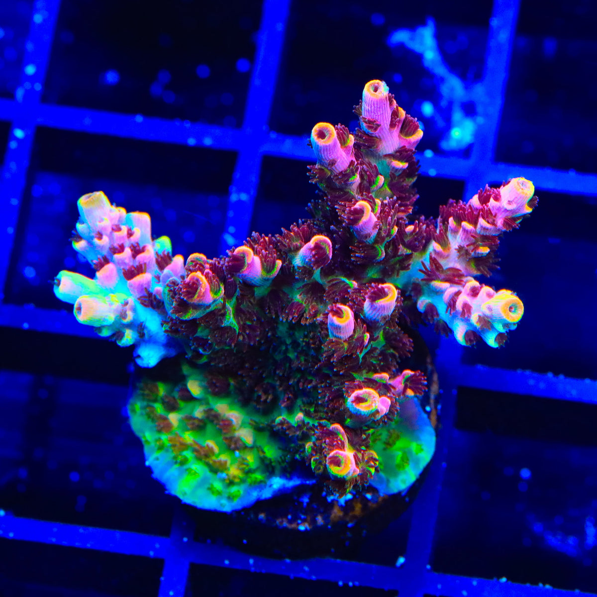TSA Fruity Pebbles Acropora XL Frag Coral