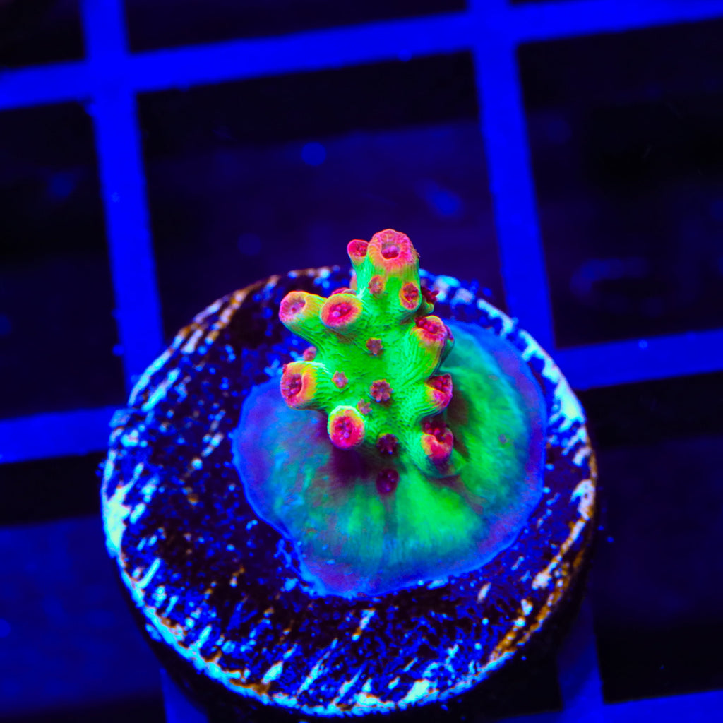 TSA Flame Tip Microclados Acropora Coral