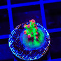 TSA Flame Tip Microclados Acropora Coral