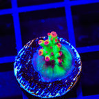 TSA Flame Tip Microclados Acropora Coral