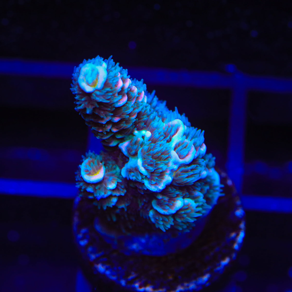 TSA Drop Dead Acropora Coral